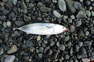 画像③ ソウダガツオ
